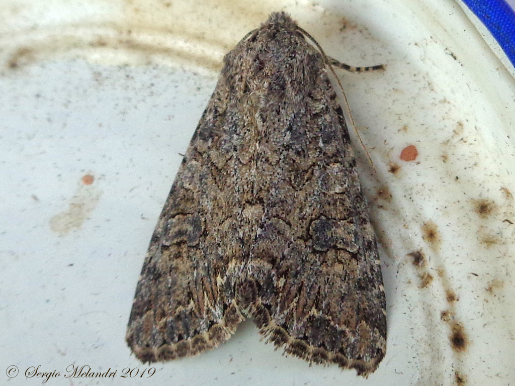 Anarta trifolii - Noctuidae